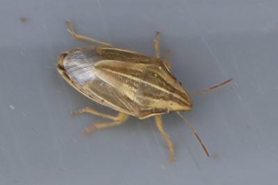 <i>Aelia acuminata</i>