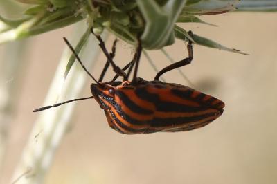 <i>Graphosoma italicum</i>