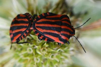 <i>Graphosoma italicum</i>