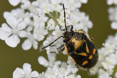 <i>Eurydema oleracea</i>