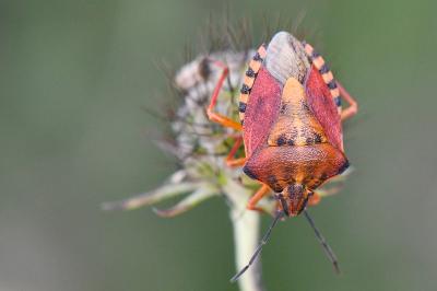 <i>Carpocoris purpureipennis</i>