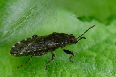<i>Heterogaster urticae</i>