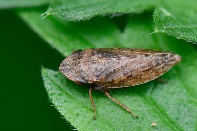 <i>Aphrodes makarovi</i>