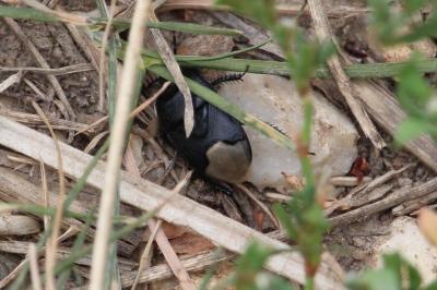 <i>Cydnus aterrimus</i>