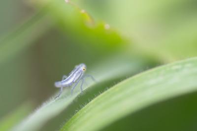 <i>Cicadella viridis</i>