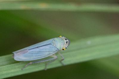 <i>Cicadella viridis</i>