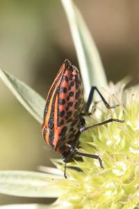 <i>Graphosoma italicum</i>