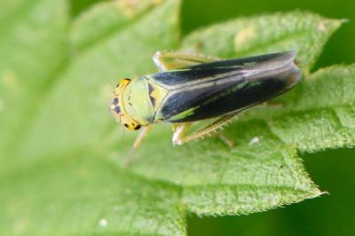 <i>Cicadella viridis</i>