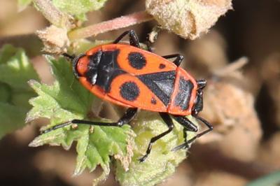 <i>Pyrrhocoris apterus</i>