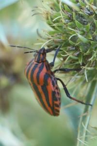 <i>Graphosoma italicum</i>