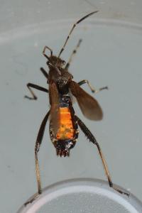 <i>Alydus calcaratus</i>