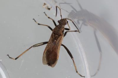 <i>Alydus calcaratus</i>