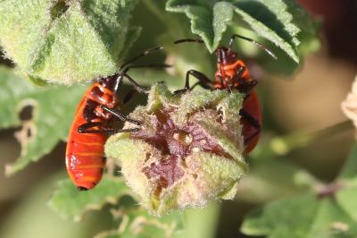 <i>Pyrrhocoris apterus</i>