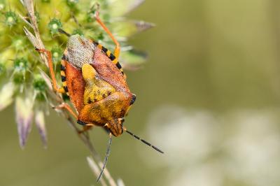 <i>Carpocoris purpureipennis</i>