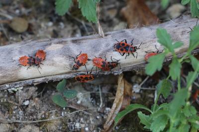 <i>Pyrrhocoris apterus</i>