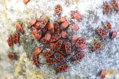 <i>Pyrrhocoris apterus</i>