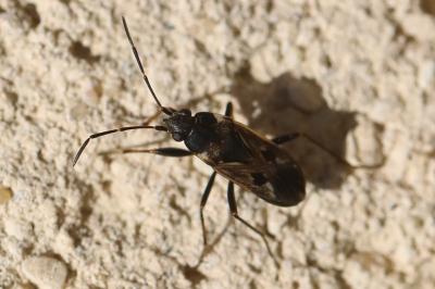 Rhyparochromus vulgaris