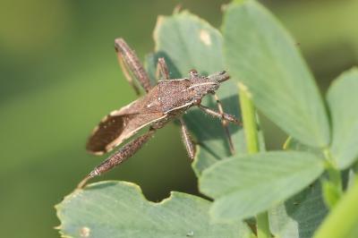 <i>Camptopus lateralis</i>