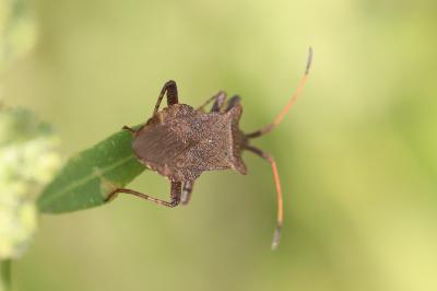 <i>Coreus marginatus</i>