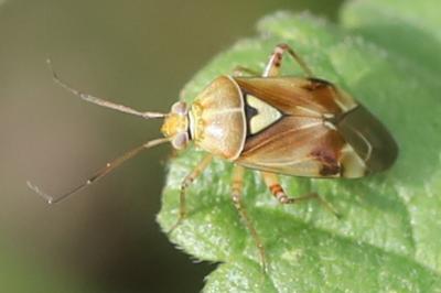 <i>Lygus pratensis</i>
