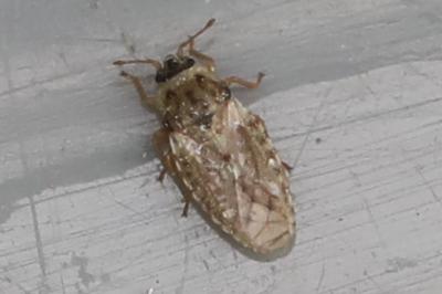 <i>Piesma maculatum</i>