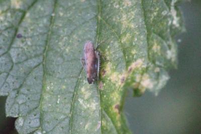 <i>Fieberiella florii</i>