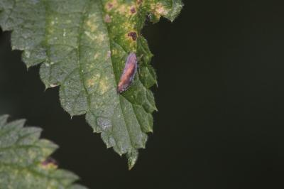 <i>Fieberiella florii</i>