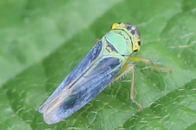 Cicadella viridis