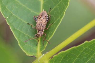 <i>Stictopleurus</i>