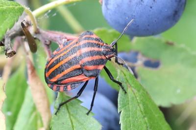 <i>Graphosoma italicum</i>
