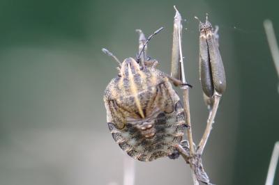 <i>Graphosoma italicum</i>