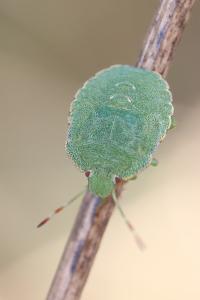 <i>Palomena prasina</i>