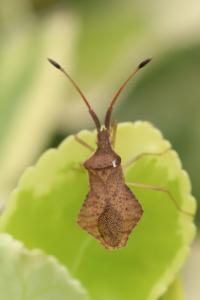 <i>Syromastus rhombeus</i>