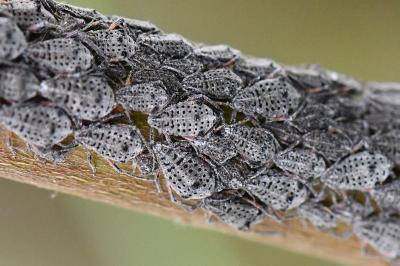 <i>Tuberolachnus salignus</i>