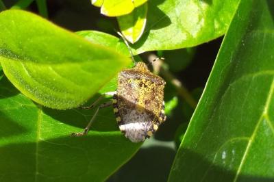 Rhaphigaster nebulosa