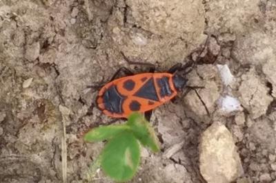 <i>Pyrrhocoris apterus</i>