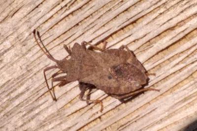 <i>Coreus marginatus</i>