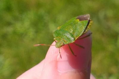 <i>Palomena prasina</i>