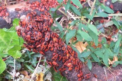 <i>Pyrrhocoris apterus</i>