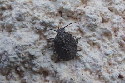 <i>Rhaphigaster nebulosa</i>