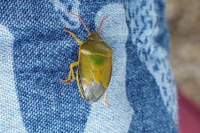 <i>Piezodorus lituratus</i>