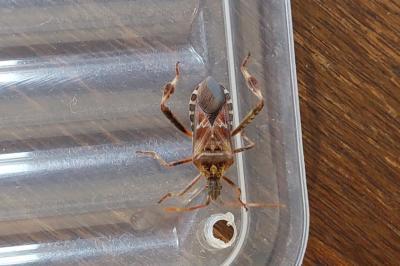 <i>Leptoglossus occidentalis</i>