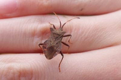 <i>Coreus marginatus</i>