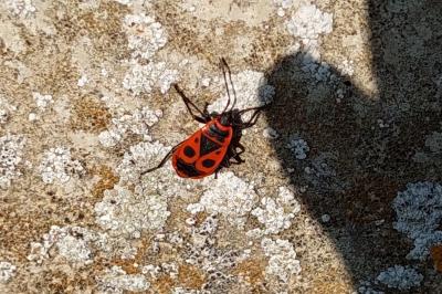 <i>Pyrrhocoris apterus</i>