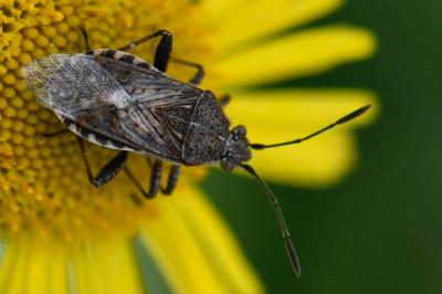 <i>Stictopleurus punctatonervosus</i>