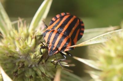 <i>Graphosoma italicum</i>