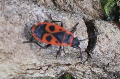 <i>Pyrrhocoris apterus</i>