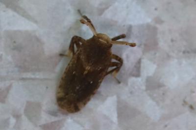 <i>Asiraca clavicornis</i>