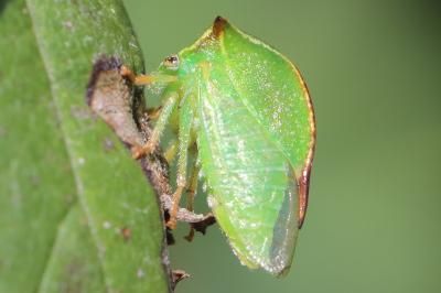 <i>Stictocephala alta</i>