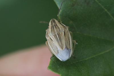 <i>Aelia acuminata</i>
